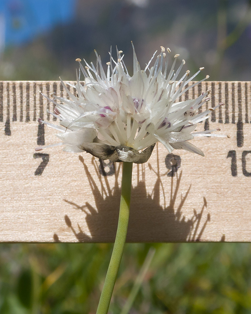 Изображение особи Allium pseudostrictum.