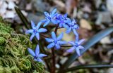 Scilla bifolia