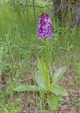 Orchis purpurea ssp. caucasica