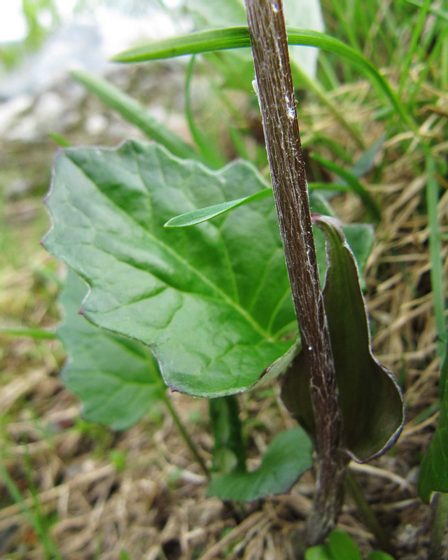 Image of Petasites frigidus specimen.