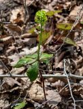 Euphorbia amygdaloides. Цветущее растение. Краснодарский край, Сочи, Хостинский р-н, гора Ахун, широколиственный лес. 14.03.2025.