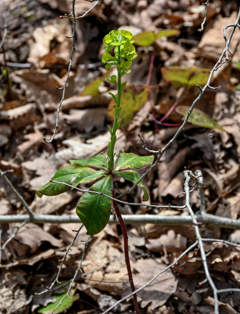 Image of Euphorbia amygdaloides specimen.