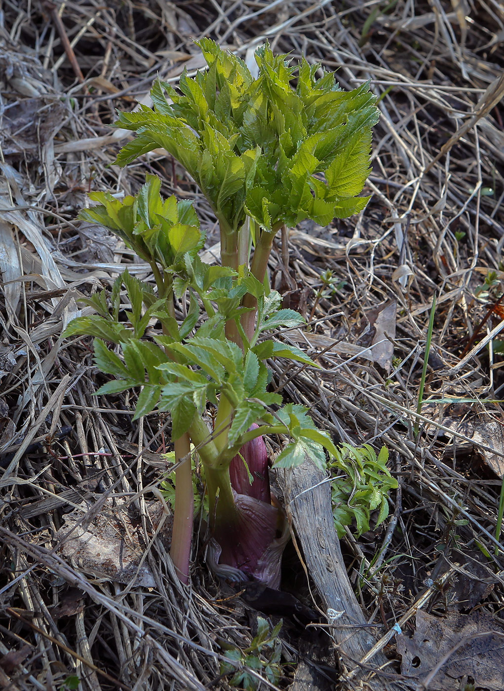 Image of Archangelica officinalis specimen.