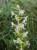 Platanthera chlorantha. Соцветие. Волгоградская обл., Калачёвский р-н, дол. р. Большая Голубая, меловые горы, байрачный лес в отроге балки. 05.06.2005.