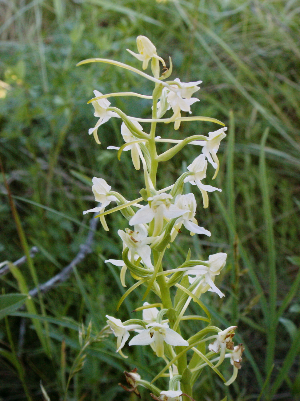 Image of Platanthera chlorantha specimen.