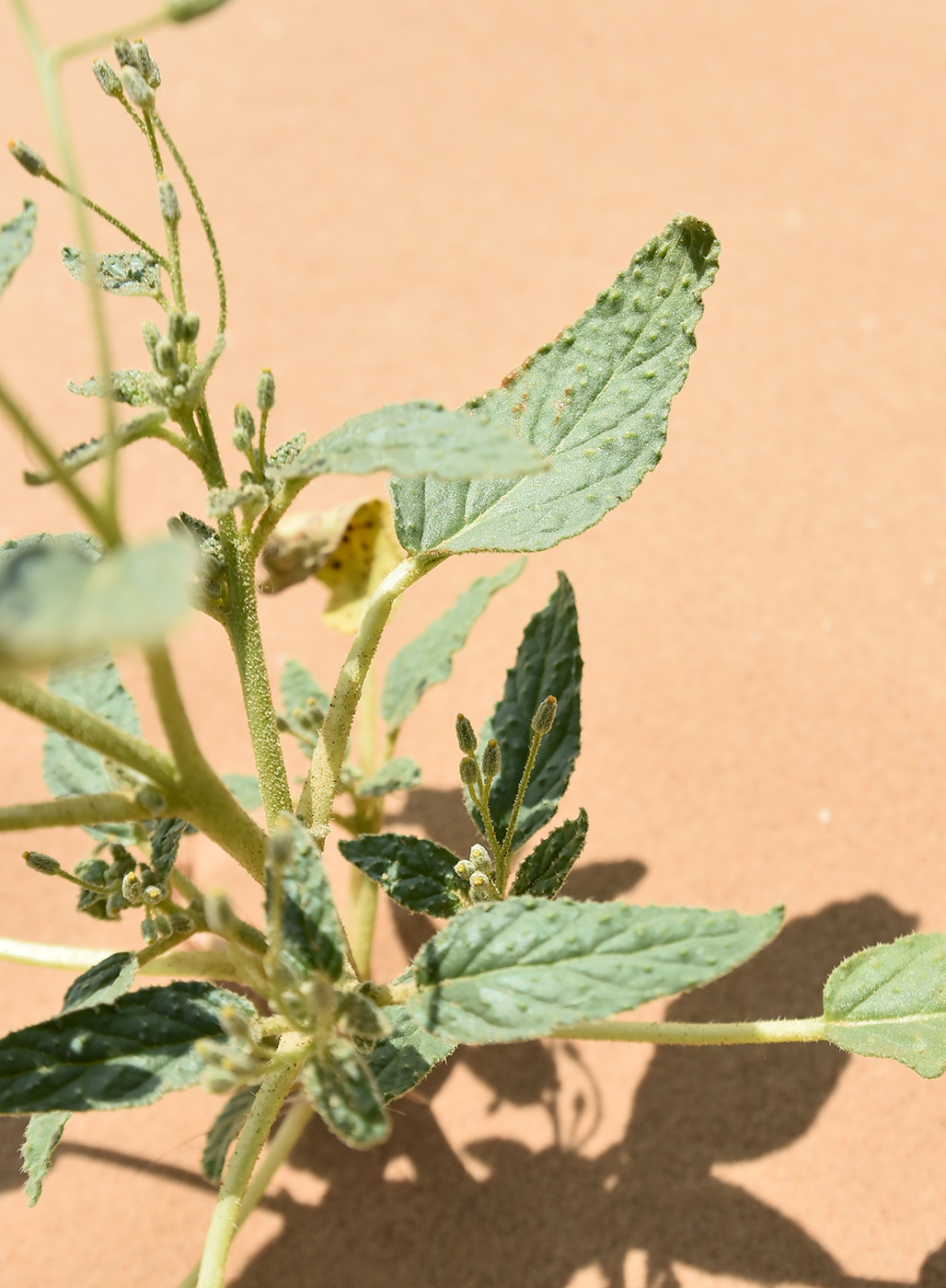 Image of familia Asteraceae specimen.