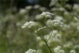 Anthriscus sylvestris