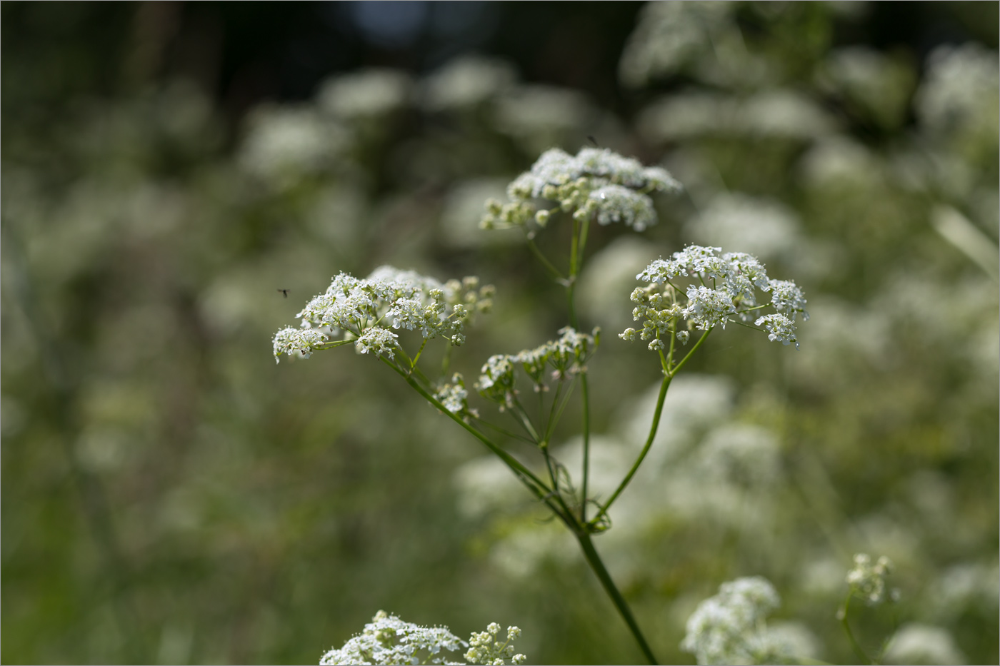 Изображение особи Anthriscus sylvestris.