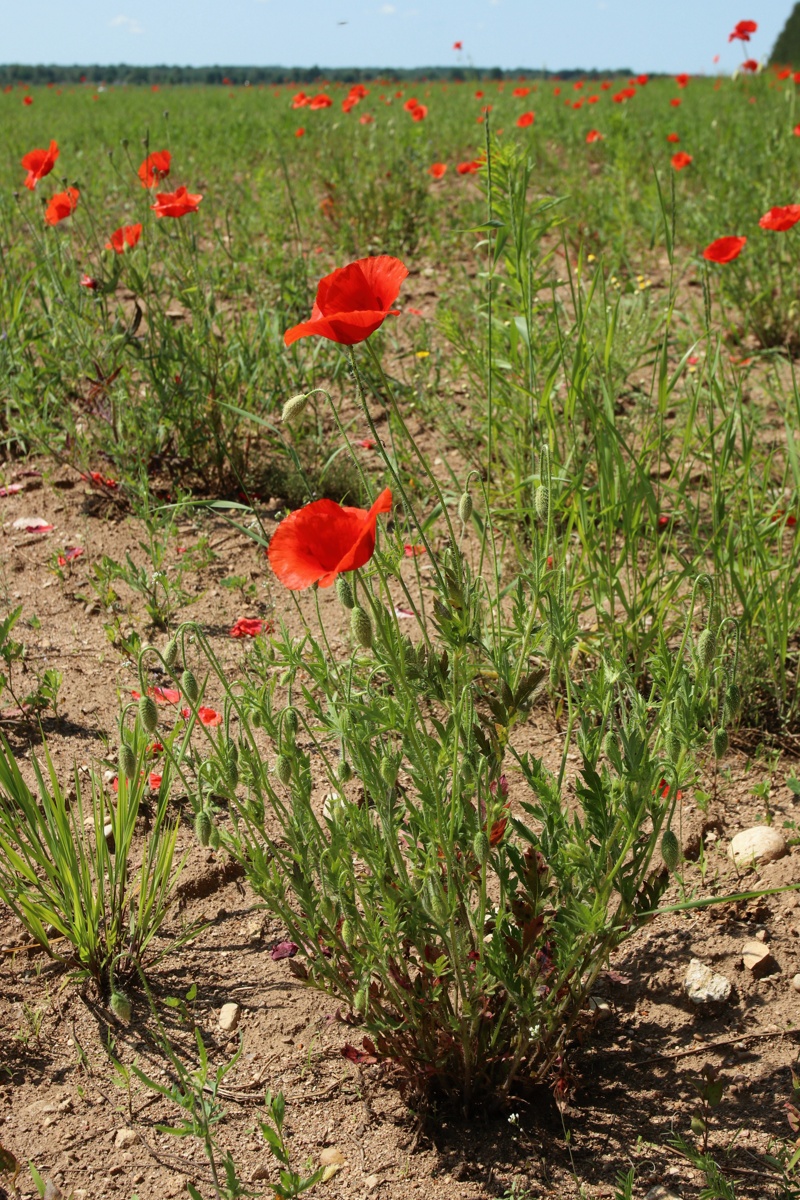 Image of Papaver rhoeas specimen.