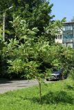 род Robinia