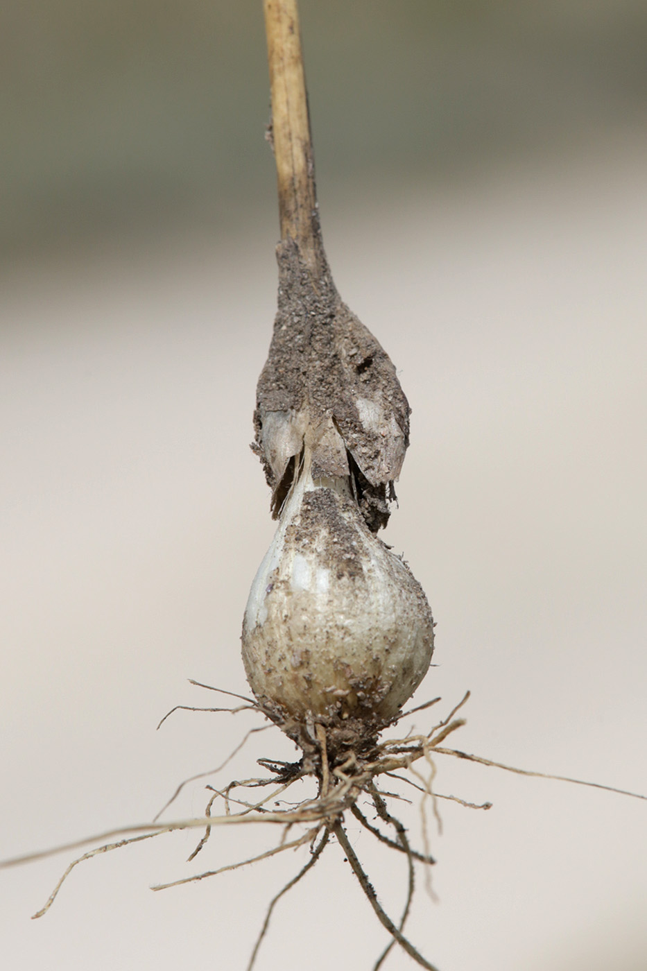 Image of Allium guttatum specimen.