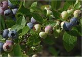 Vaccinium corymbosum. Плоды разной степени спелости. Московская обл., Раменский р-н, окр. дер. Хрипань, садовый участок. 29.07.2025.