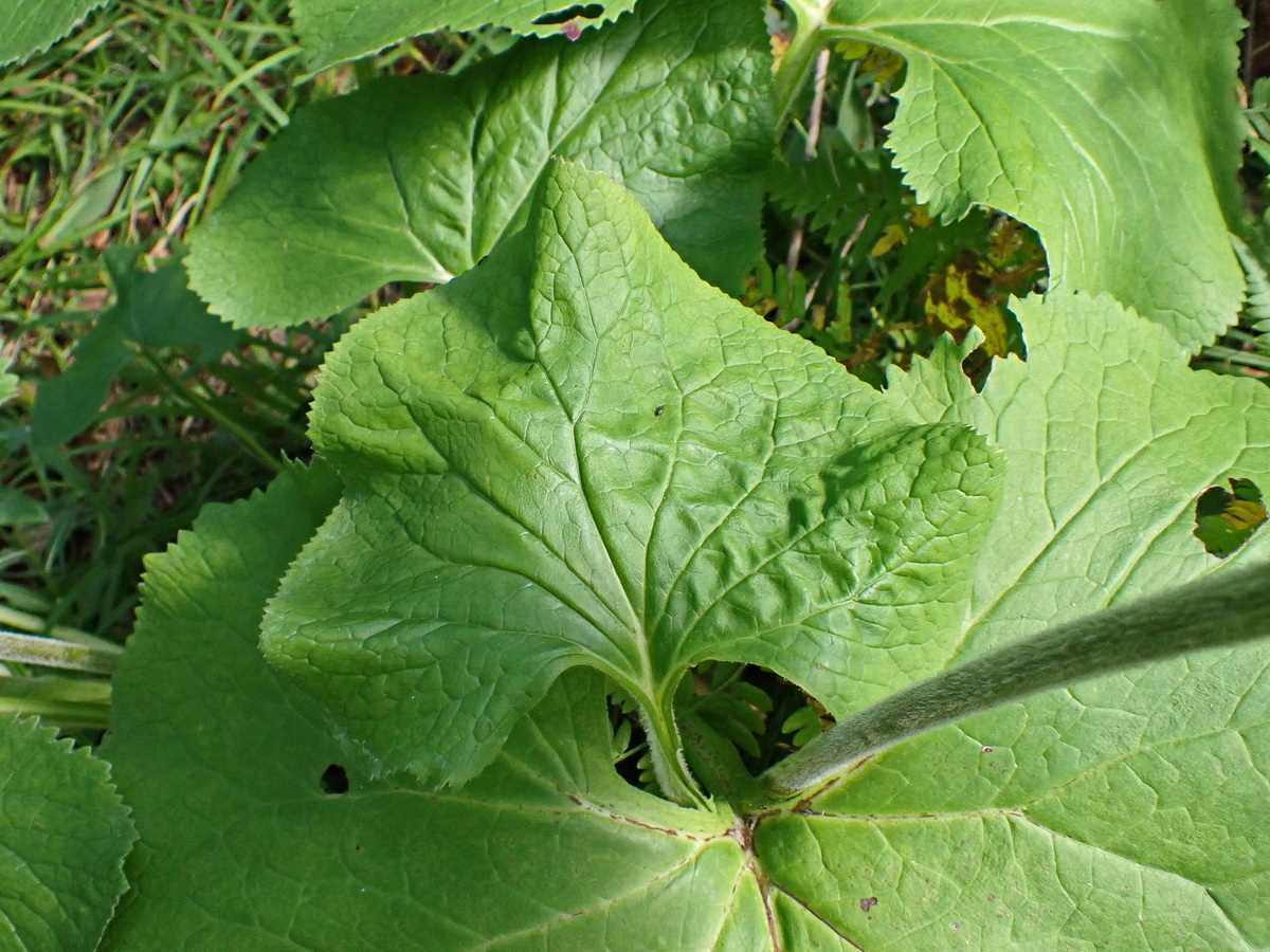 Изображение особи Parasenecio hastatus ssp. orientalis.