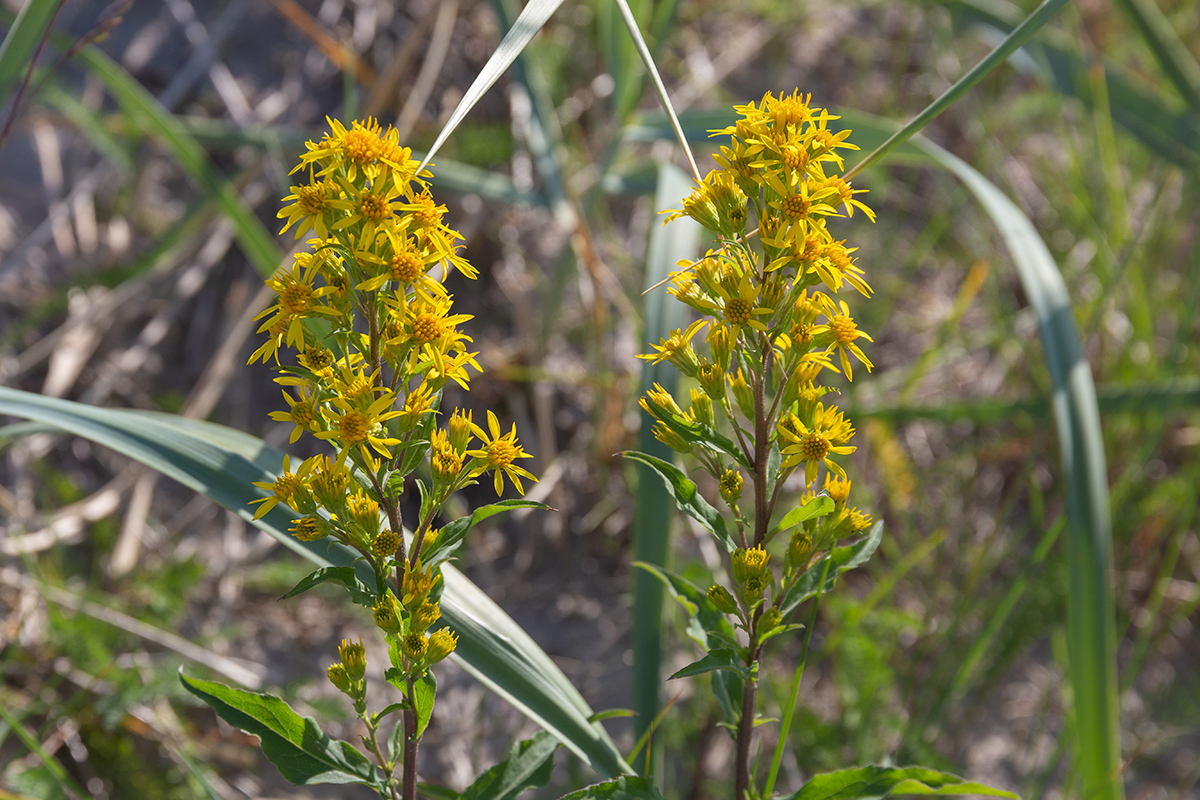 Image of Solidago virgaurea ssp. lapponica specimen.