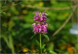 Monarda citriodora. Соцветие. Московская обл., Раменский р-н, окр. дер. Хрипань, садовый участок. 10.09.2025.