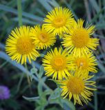 Inula britannica. Соцветия-корзинки. Татарстан, Агрызский р-н, с. Красный Бор, разнотравный луг. 05.08.2025.
