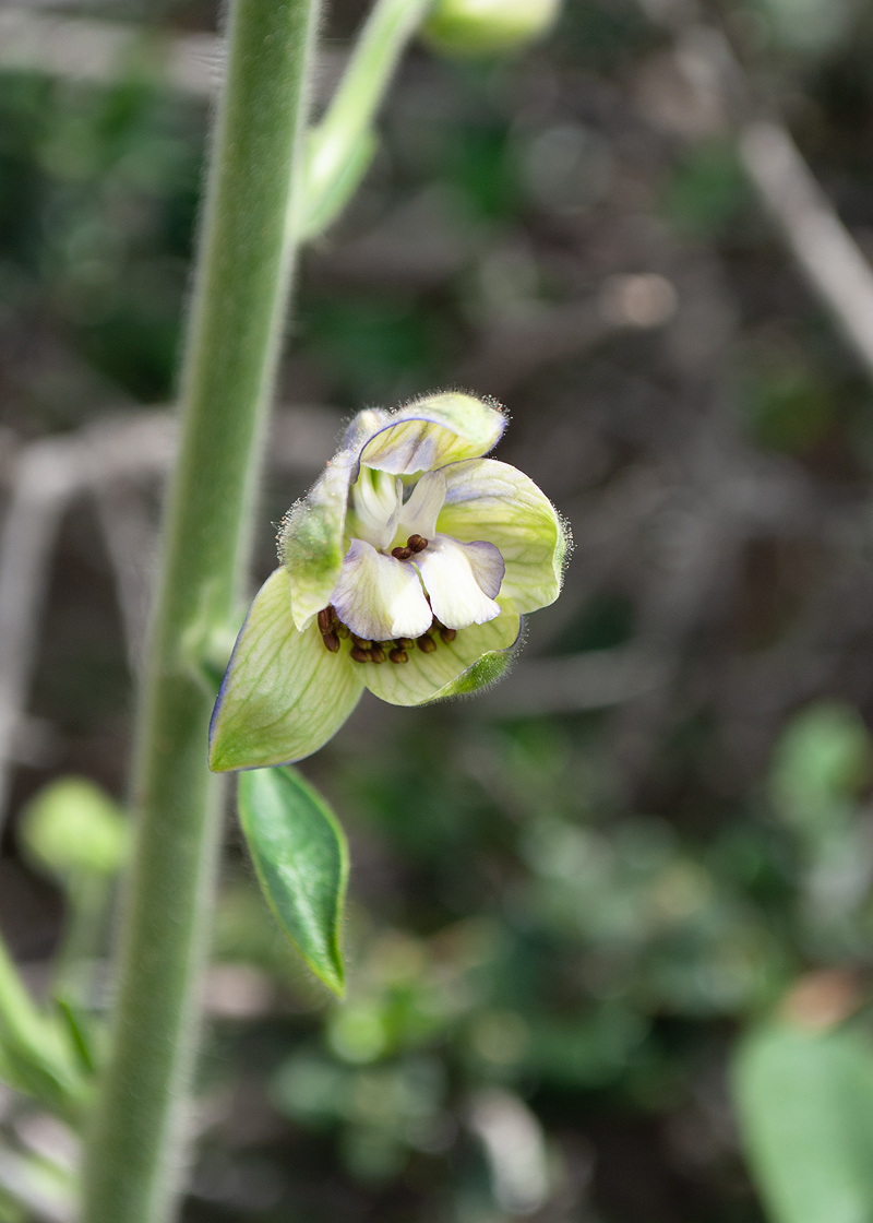 Изображение особи Staphisagria macrosperma.