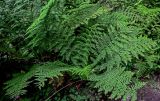 Athyrium filix-femina
