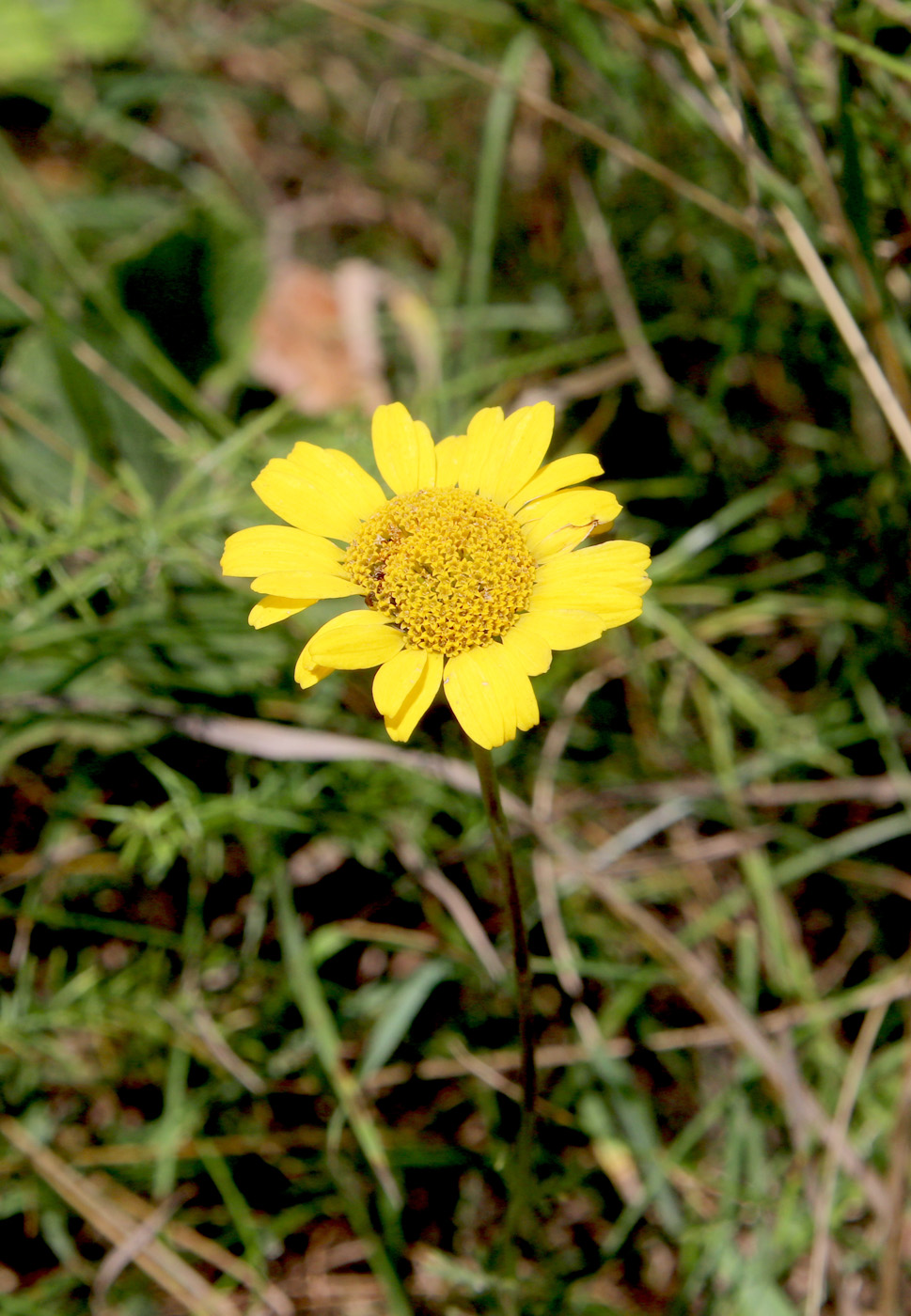 Изображение особи Anthemis tinctoria.
