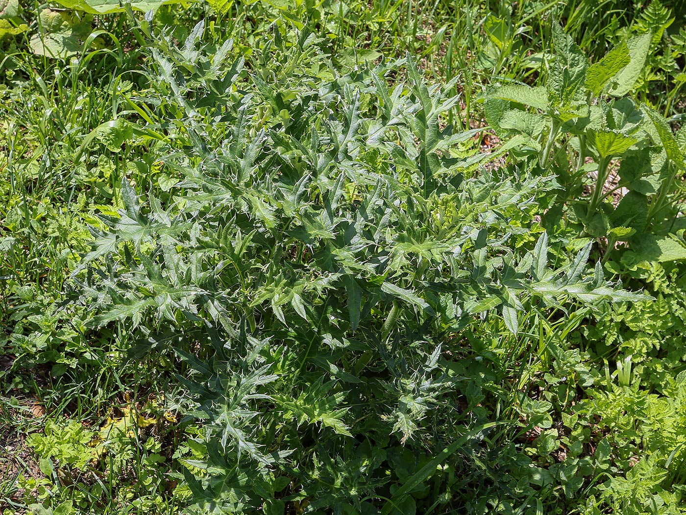 Image of genus Carduus specimen.