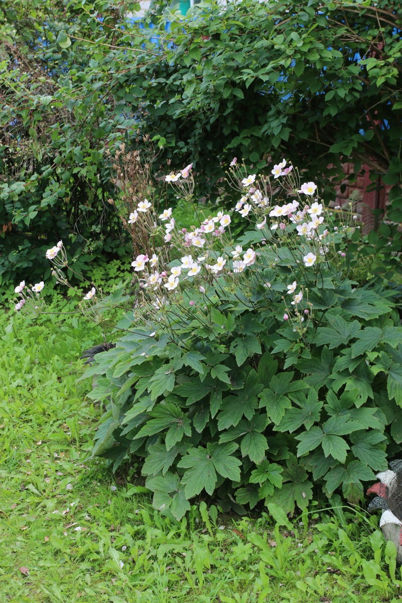 Image of genus Anemone specimen.