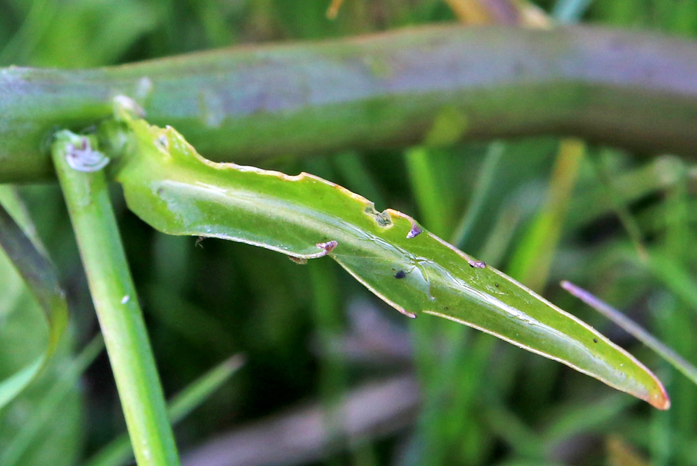 Image of Rorippa amphibia specimen.