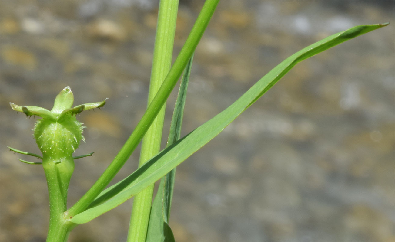 Image of Acanthocephalus benthamianus specimen.