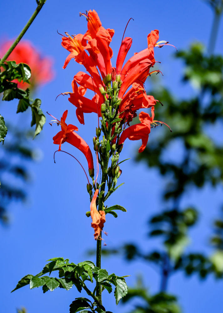 Изображение особи Tecomaria capensis.