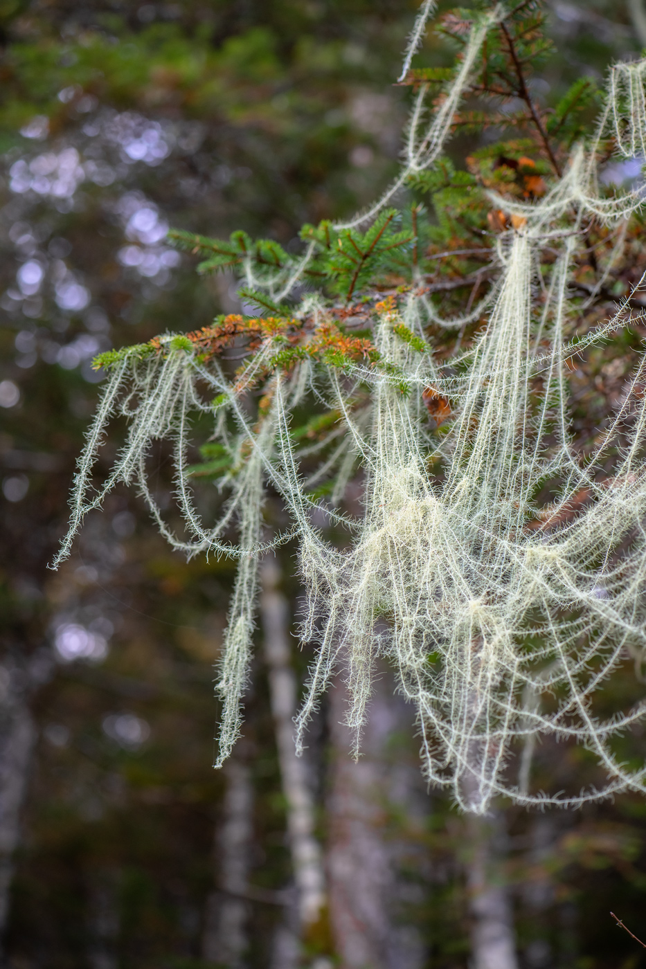 Image of Usnea longissima specimen.