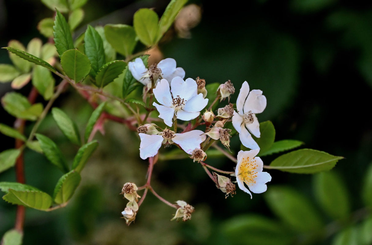 Изображение особи Rosa multiflora.