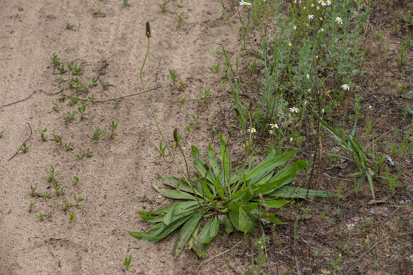 Image of Plantago lanceolata specimen.