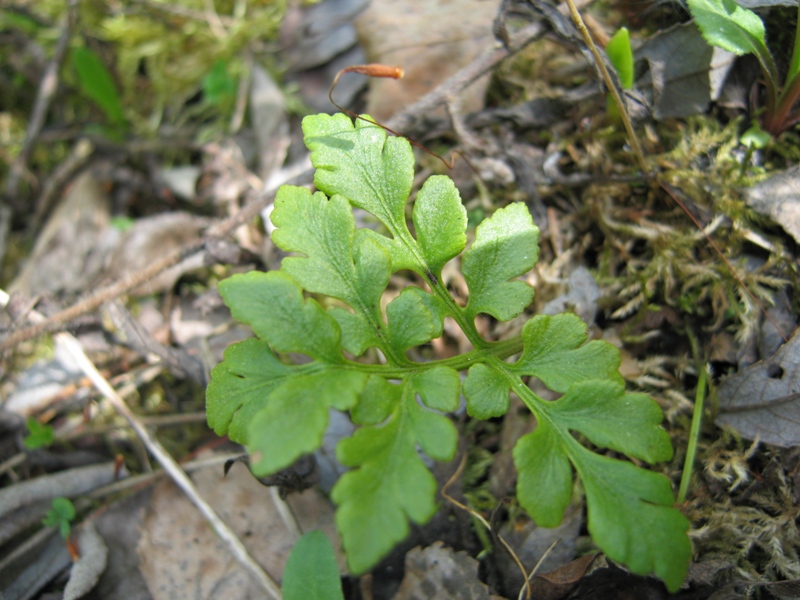 Изображение особи Botrychium multifidum.