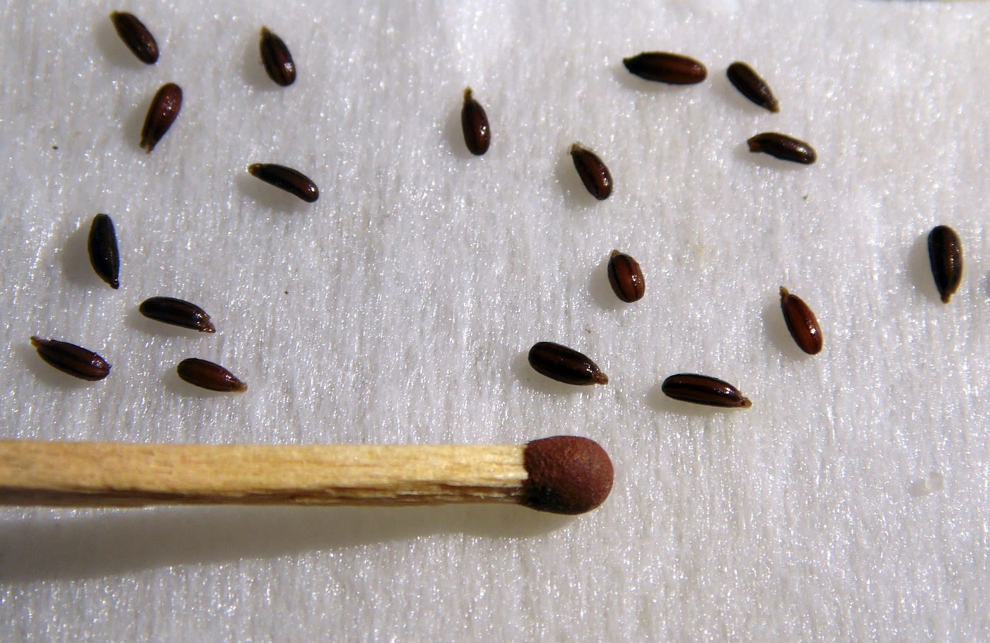 Изображение особи Bunium bulbocastanum.