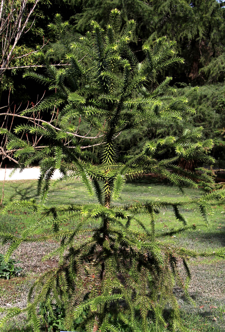 Изображение особи Araucaria angustifolia.