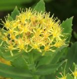 Rhodiola rosea
