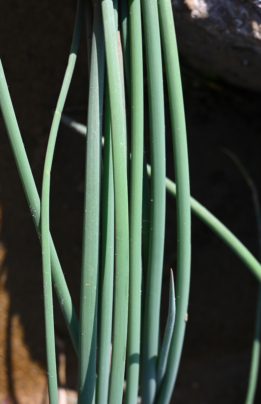 Image of familia Cyperaceae specimen.