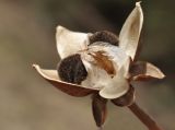 Ipomoea pes-caprae. Вскрывшийся плод. Вьетнам, пров. Кханьхоа, южные окр. г. Нячанг, пляж Бай Дай (Бай Зай), прибрежная дюна. 20.02.2026.