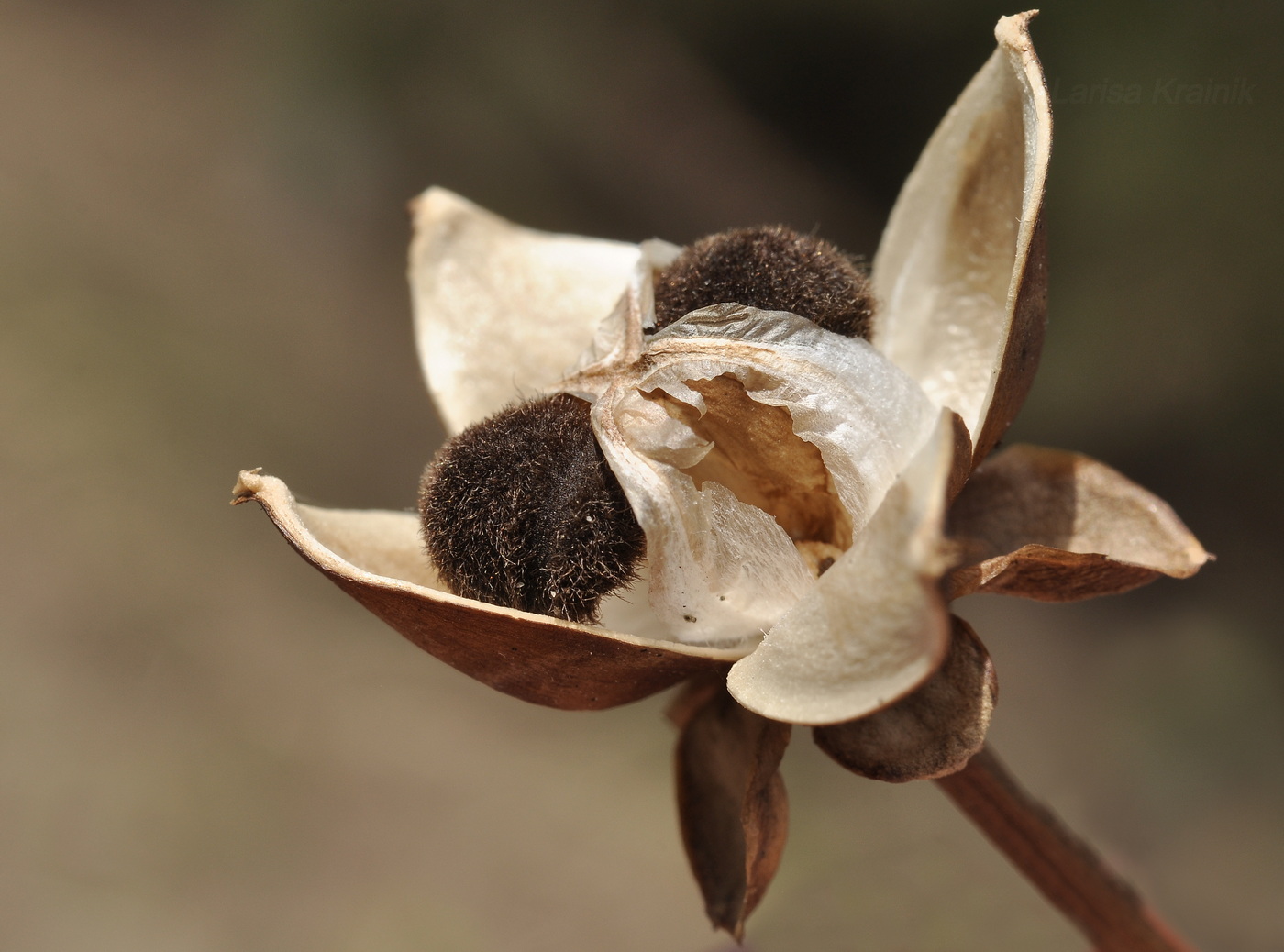 Image of Ipomoea pes-caprae specimen.