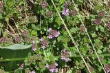 genus Thymus. Цветущие растения. Кабардино-Балкария, южный склон Эльбруса, 300 м от водопада Девичьи Косы, травянистый склон над идущей к Терскольской обсерватории дорогой. 8 июля 2018 г.
