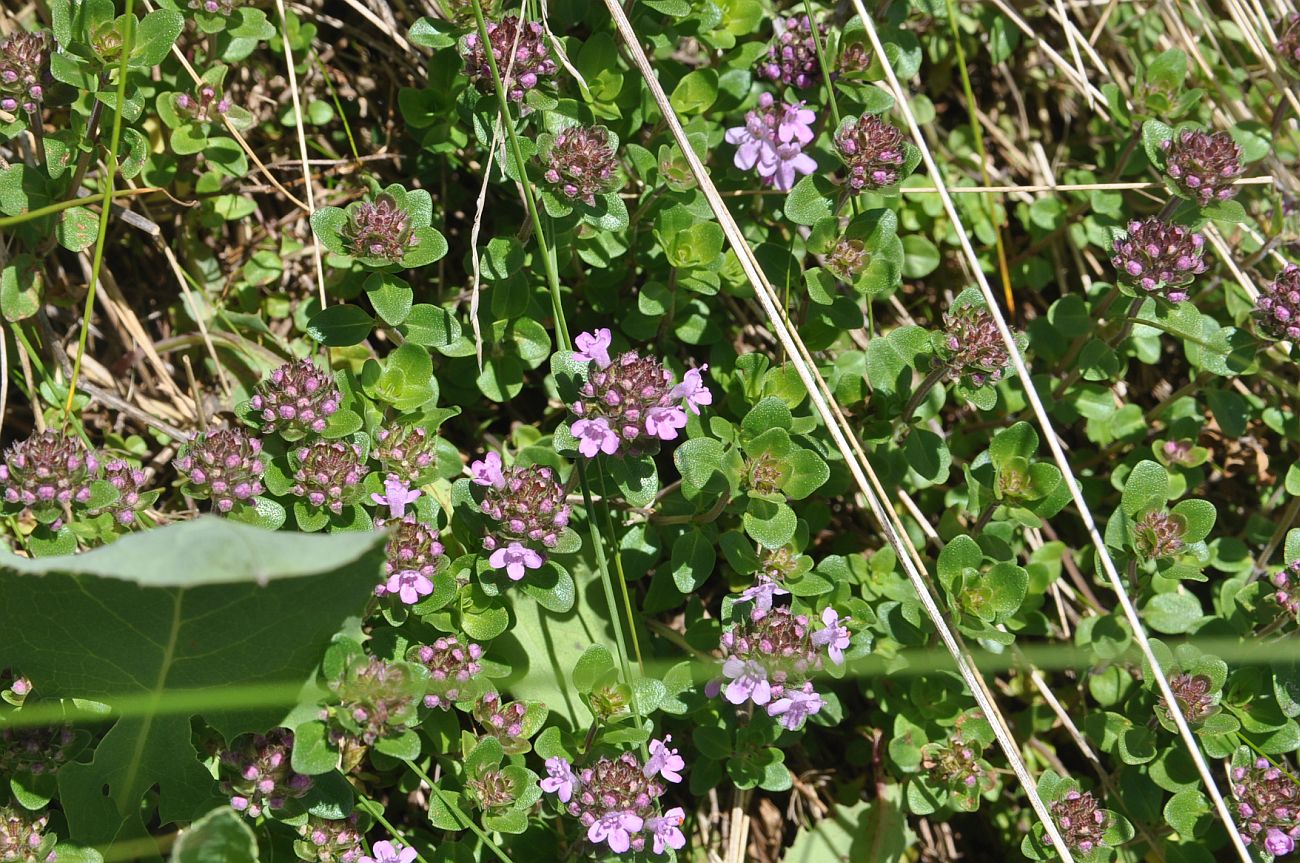 Image of genus Thymus specimen.