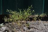 Minuartia pseudohybrida. Цветущие растения. Крым, Южный берег, пос. Симеиз. 23.05.2026.