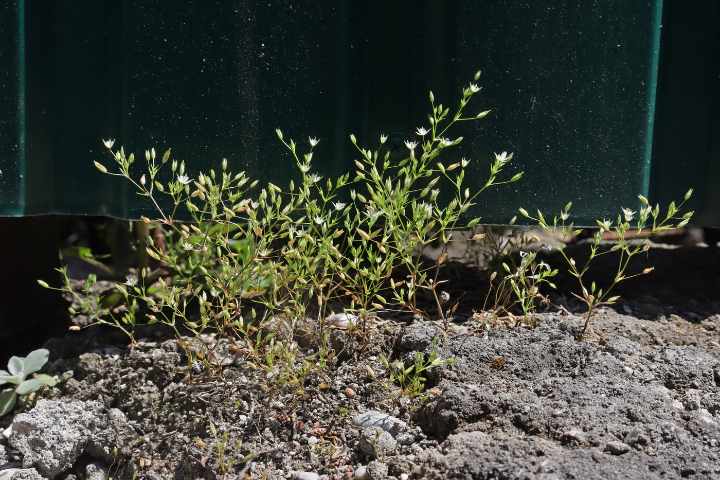 Image of Minuartia pseudohybrida specimen.