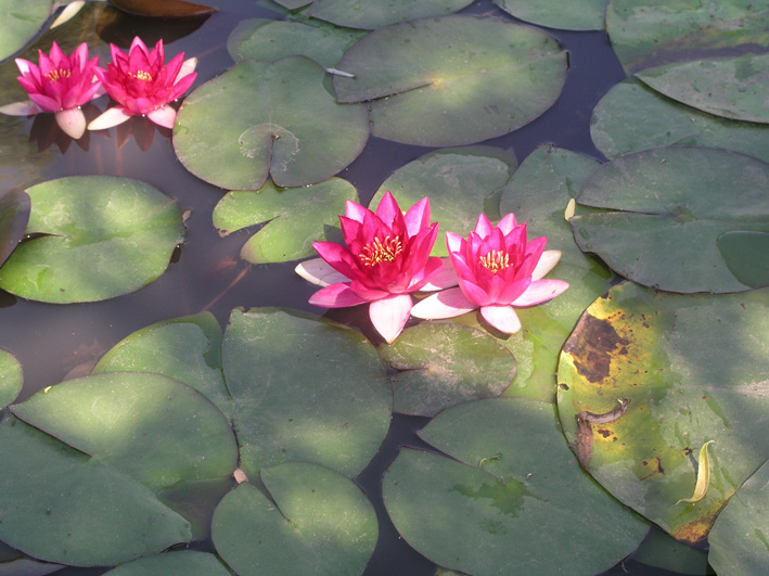 Image of Nymphaea odorata specimen.