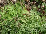 Corydalis ambigua