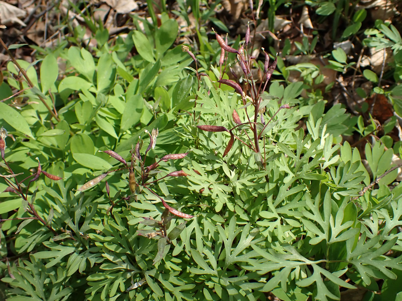 Изображение особи Corydalis ambigua.