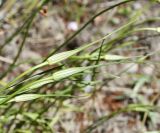Allium longispathum. Покрывала с нераскрывшимися соцветиями. Республика Кипр, Троодос (Τρόοδος), ботанический сад \"Троодос\", ≈ 1400 м н.у.м. 27.06.2026.