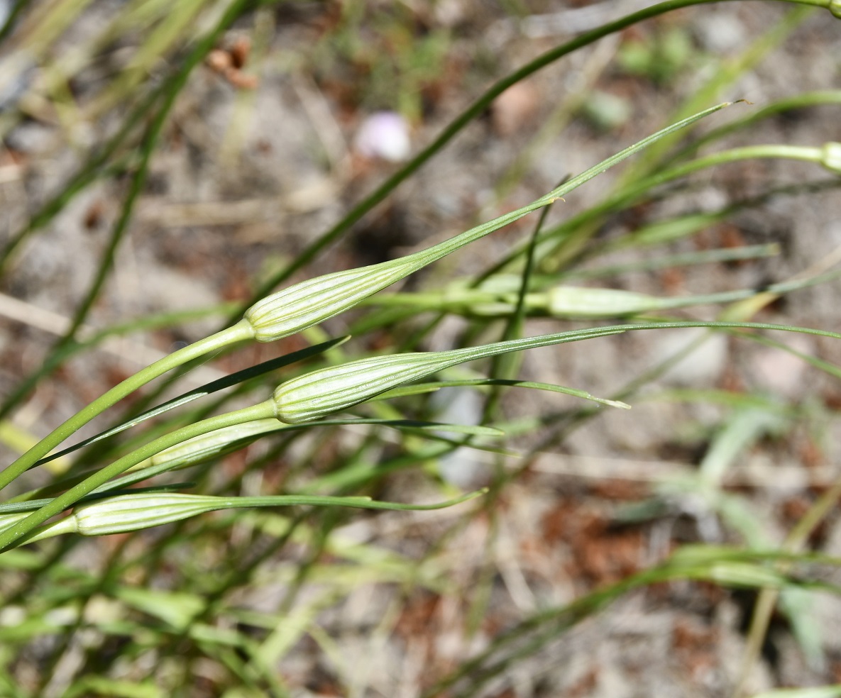 Изображение особи Allium longispathum.