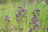 Origanum vulgare