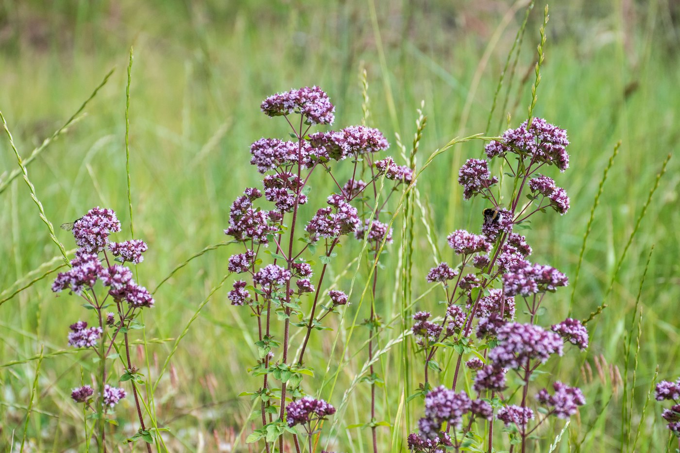 Image of Origanum vulgare specimen.