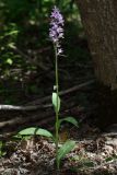 Dactylorhiza urvilleana. Цветущее растение (высота — 45 см; длина соцветия — 14 см). Краснодарский край, г/о Новороссийск, Раевский с/о, окр. станицы Раевская, 56 м выс., н. у. м., ясенево-кленово-грабовый лес в пойме притока р. Маскага. 23.05.2025.